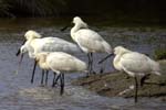 Spatule_blanche_LeTeich_parc_Ornithologique_avril2006_MR61167