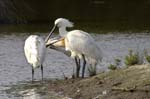 Spatule_blanche_LeTeich_parc_Ornithologique_avril2006_MR61168