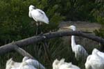 Spatule_blanche_LeTeich_parc_Ornithologique_avril2006_MR61169