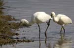 Spatule_blanche_LeTeich_parc_Ornithologique_avril2006_MR61170