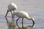Spatule_blanche_LeTeich_parc_Ornithologique_avril2006_MR61171