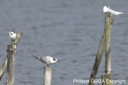 Sterne_caugek_LeTeich_Parc_Ornithologique_Septembre2006_JN64062
