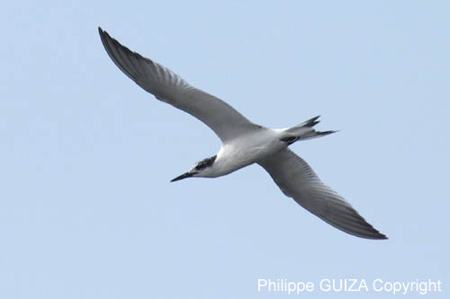 Sterne_caugek_LeTeich_Parc_Ornithologique_Septembre2006_JN68532