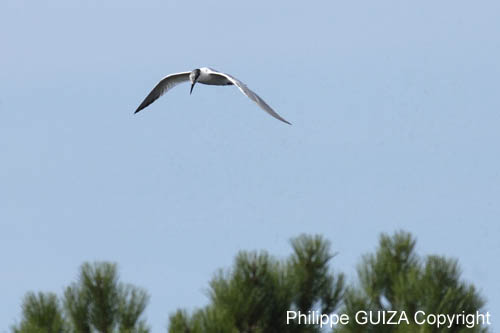 Sterne_caugek_LeTeich_Parc_Ornithologique_Septembre2006_JN68534