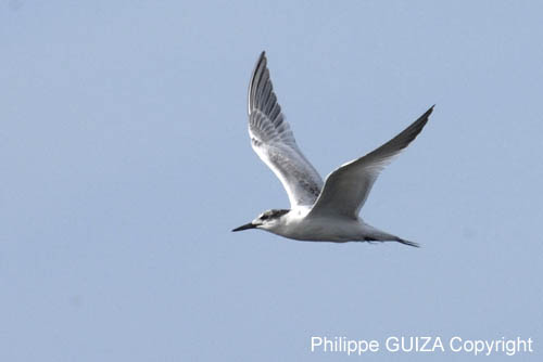 Sterne_caugek_LeTeich_Parc_Ornithologique_Septembre2006_JN68535