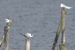 Sterne_caugek_LeTeich_Parc_Ornithologique_Septembre2006_JN64062