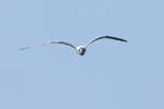 Sterne_caugek_LeTeich_Parc_Ornithologique_Septembre2006_JN68528
