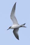 Sterne_caugek_LeTeich_Parc_Ornithologique_Septembre2006_JN68530