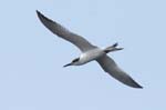 Sterne_caugek_LeTeich_Parc_Ornithologique_Septembre2006_JN68532