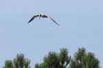 Sterne_caugek_LeTeich_Parc_Ornithologique_Septembre2006_JN68534