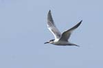 Sterne_caugek_LeTeich_Parc_Ornithologique_Septembre2006_JN68535