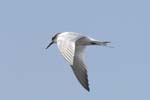 Sterne_caugek_LeTeich_Parc_Ornithologique_Septembre2006_JN68536