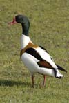 Tadone_de_Belon_LeTeich_Parc_Ornithologique_avril2006_MR62377