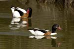 Tadone_de_Belon_LeTeich_Parc_Ornithologique_avril2006_MR62378
