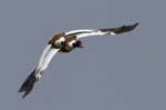 Tadone_de_Belon_LeTeich_Parc_Ornithologique_avril2006_MR62379
