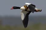 Tadone_de_Belon_LeTeich_Parc_Ornithologique_avril2006_MR62380