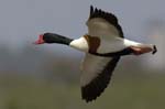 Tadone_de_Belon_LeTeich_Parc_Ornithologique_avril2006_MR62381