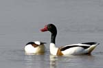 Tadone_de_Belon_LeTeich_Parc_Ornithologique_avril2006_MR62382