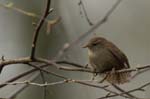 Troglodyte_mignon_Bois_Vincennes_La_Minimes_4avril2006__MR69623