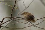 Troglodyte_mignon_Bois_Vincennes_La_Minimes_4avril2006__MR69628