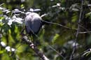 Agami_trompette_Guyane_fr_PK40_novembre2005_OC50412