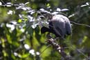 Agami_trompette_Guyane_fr_PK40_novembre2005_OC50415
