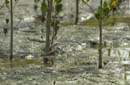Becasseau_semipalme_Guyane_fr_Plage_Cayenne_IRD_Novembre_2005_OC50620