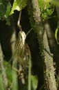 Blongios_varie_Guyane_fr_Riviere_de_Kaw_Octobre2005_OC57830