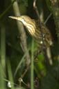 Blongios_varie_Guyane_fr_Riviere_de_Kaw_Octobre2005_OC57837