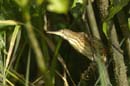 Blongios_varie_Guyane_fr_Riviere_de_Kaw_Octobre2005_OC57844