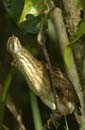 Blongios_varie_Guyane_fr_Riviere_de_Kaw_Octobre2005_OC57847