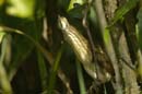 Blongios_varie_Guyane_fr_Riviere_de_Kaw_Octobre2005_OC57849