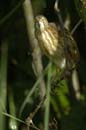 Blongios_varie_Guyane_fr_Riviere_de_Kaw_Octobre2005_OC57859
