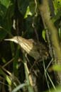 Blongios_varie_Guyane_fr_Riviere_de_Kaw_Octobre2005_OC57873