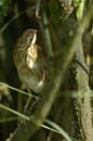 Blongios_varie_Guyane_fr_Riviere_de_Kaw_Octobre2005_OC57883