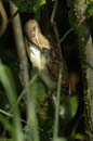 Blongios_varie_Guyane_fr_Riviere_de_Kaw_Octobre2005_OC57893