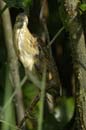 Blongios_varie_Guyane_fr_Riviere_de_Kaw_Octobre2005_OC57894