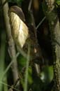 Blongios_varie_Guyane_fr_Riviere_de_Kaw_Octobre2005_OC57896