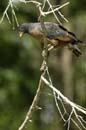 Buse_buson_Guyane_fr_Riviere_de_Kaw_Octobre_Novembre_2005_OC52612