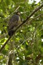 Buse_buson_Guyane_fr_Riviere_de_Kaw_Octobre_Novembre_2005_OC56670