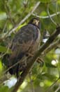 Buse_buson_Guyane_fr_Riviere_de_Kaw_Octobre_Novembre_2005_OC56678