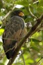 Buse_buson_Guyane_fr_Riviere_de_Kaw_Octobre_Novembre_2005_OC56691