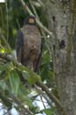 Buse_buson_Guyane_fr_Riviere_de_Kaw_Octobre_Novembre_2005_OC56709