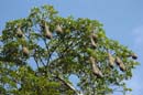 Cacique_cul_jaune_Guyane_fr_Riviere_de_Kaw_Novembre_2005_NO40830