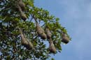 Cacique_cul_jaune_Guyane_fr_Riviere_de_Kaw_Novembre_2005_NO40832