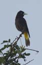 Cacique_cul_jaune_Guyane_fr_Riviere_de_Kaw_Novembre_2005_OC51110