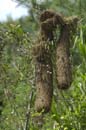 Cacique_cul_jaune_Guyane_fr_Riviere_de_Kaw_mai_2005_MI53361