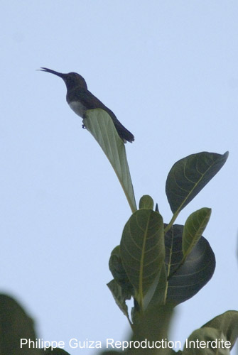 Colibri_Guyane_fr_PK40_Novembre_2005_OC51639