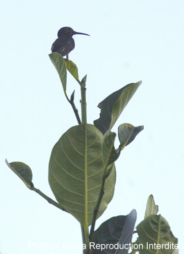Colibri_Guyane_fr_PK40_Novembre_2005_OC51646