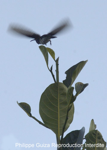 Colibri_Guyane_fr_PK40_Novembre_2005_OC51648